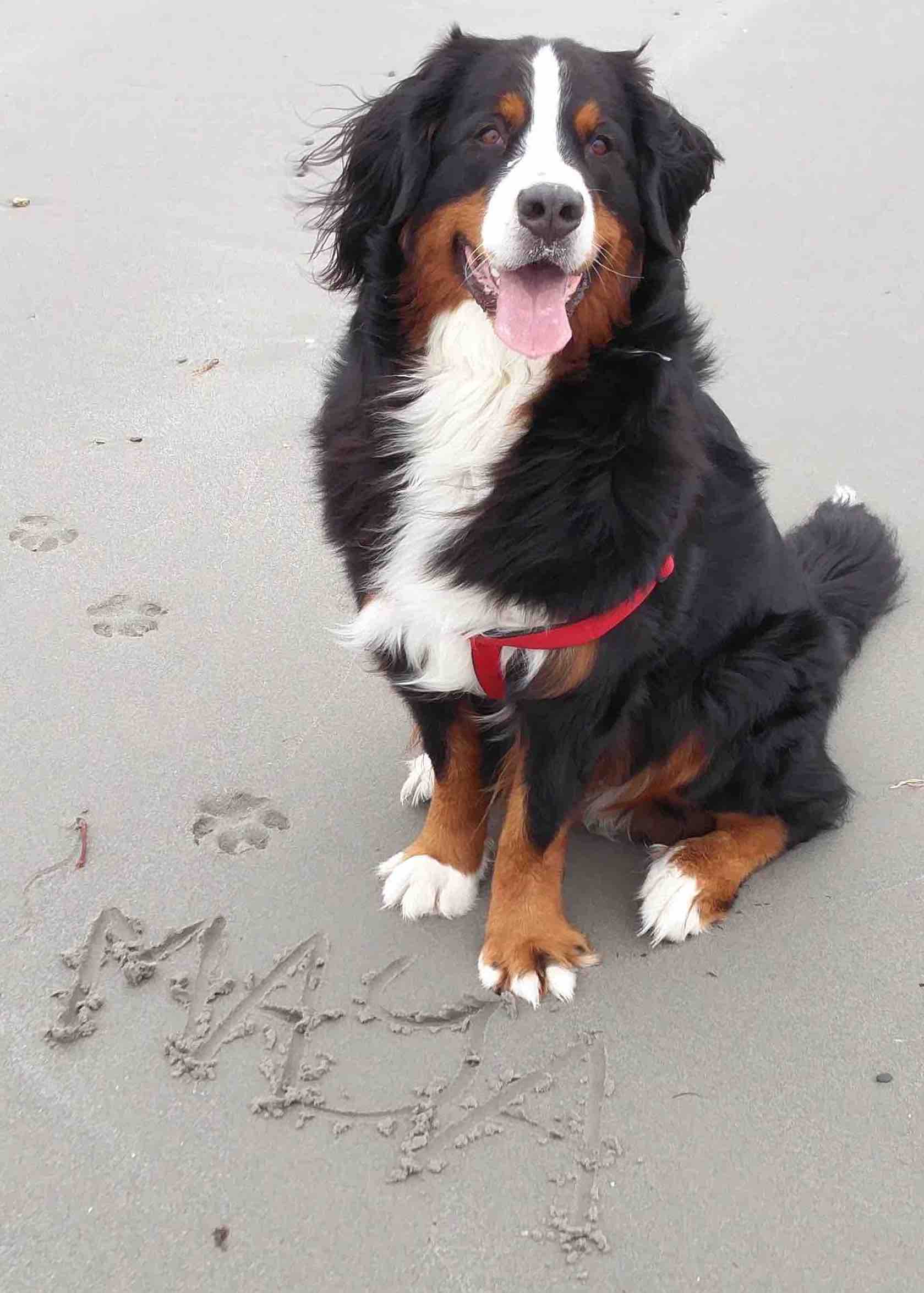 Bernese Mountain Dog On Breach